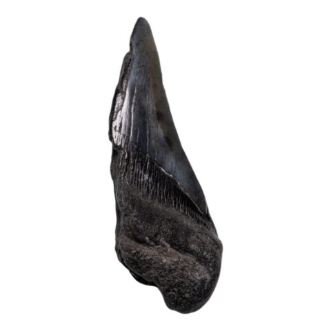 Real Megalodon Tooth - Half - 2.0459 oz