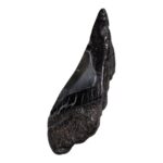 Real Megalodon Tooth – Half – 2.0459 oz