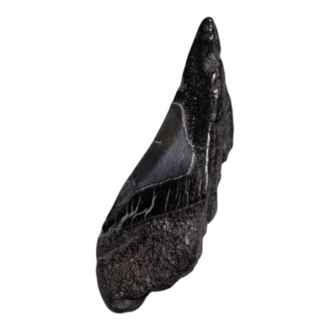 Real Megalodon Tooth - Half - 2.0459 oz