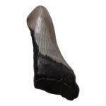 Real Megalodon Tooth – Half – 3.2452 oz
