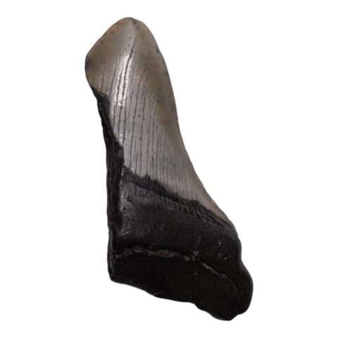 Real Megalodon Tooth - Half - 3.2452 oz
