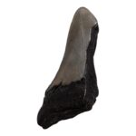 Real Megalodon Tooth – Half – 3.2452 oz