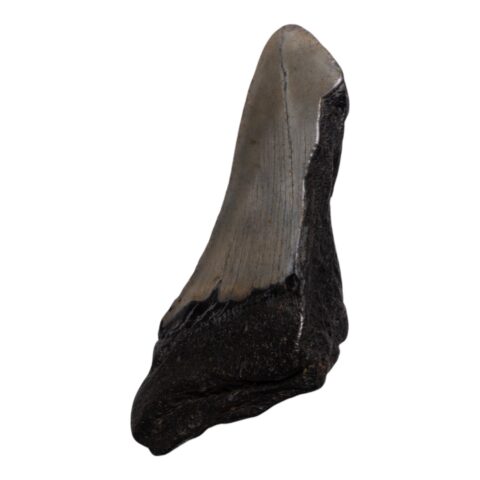 Real Megalodon Tooth - Half - 3.2452 oz