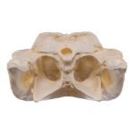 Replica Broad-snouted Caiman Skull