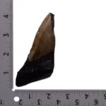 Real Megalodon Tooth – Half – 3.1041 oz