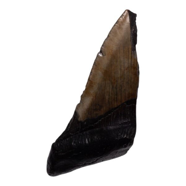 Real Megalodon Tooth – Half – 3.1041 oz
