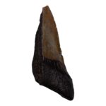 Real Megalodon Tooth – Half – 3.1041 oz