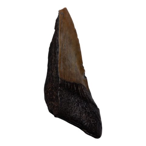 Real Megalodon Tooth - Half - 3.1041 oz