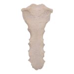 Real Human Sternum