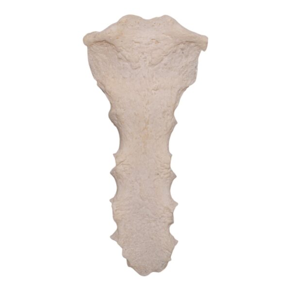 Real Human Sternum