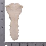 Real Human Sternum
