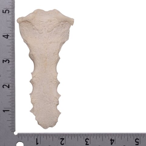 Real Human Sternum