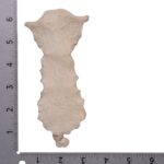 Real Human Sternum