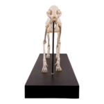 Real Domestic Cat Skeleton by Skulls Unlimited