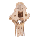 Replica Sabertooth Cat Skull – Eusmilus sicarius