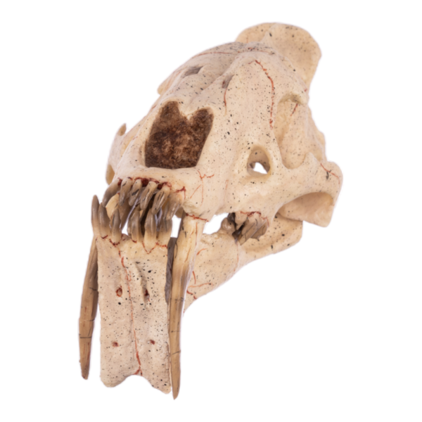 Replica Sabertooth Cat Skull – Eusmilus sicarius