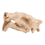 Replica Sabertooth Cat Skull – Eusmilus sicarius
