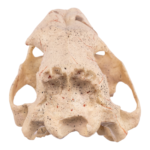 Replica Sabertooth Cat Skull – Eusmilus sicarius