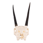 Real Steenbok Skull – 85.05 g