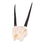 Real Steenbok Skull – 85.05 g