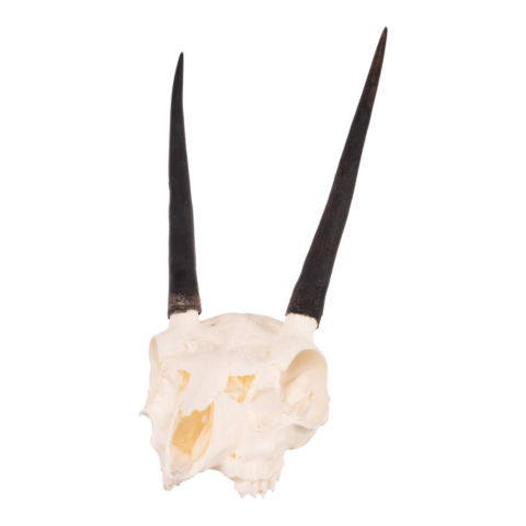 Real Steenbok Skull - 85.05 g