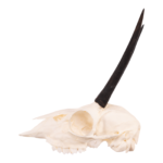 Real Steenbok Skull – 85.05 g