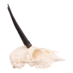 Real Steenbok Skull – 85.05 g