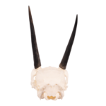 Real Steenbok Skull – 85.05 g