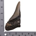 Real Megalodon Tooth – Half – 5.3616 oz
