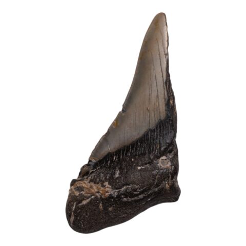 Real Megalodon Tooth - Half - 5.3616 oz