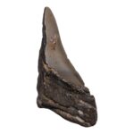 Real Megalodon Tooth – Half – 5.3616 oz