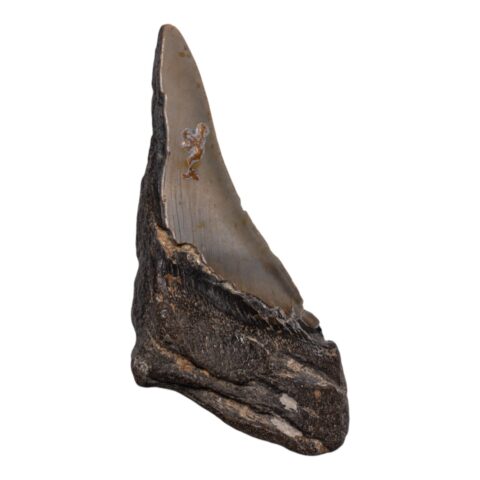 Real Megalodon Tooth - Half - 5.3616 oz