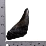 Real Megalodon Tooth – Half – 3.1041 oz