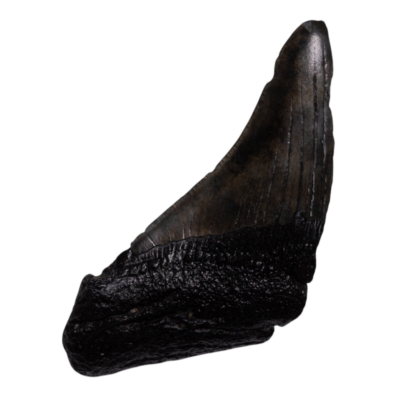 Real Megalodon Tooth - Half - 3.1041 oz