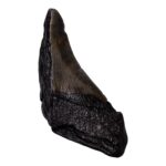 Real Megalodon Tooth – Half – 3.1041 oz