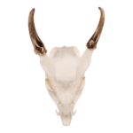 Real Reeve’s Muntjac Skull with Mandible