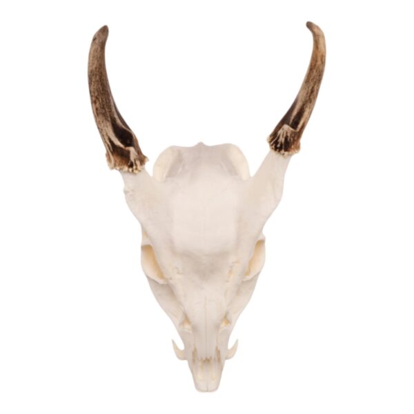 Real Reeve’s Muntjac Skull with Mandible