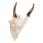 Real Reeve’s Muntjac Skull with Mandible