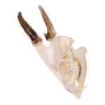 Real Reeve’s Muntjac Skull with Mandible