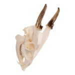 Real Reeve’s Muntjac Skull with Mandible