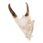 Real Reeve’s Muntjac Skull with Mandible