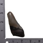 Real Megalodon Tooth – Half – 1.6226 oz