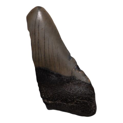Real Megalodon Tooth - Half - 1.6226 oz