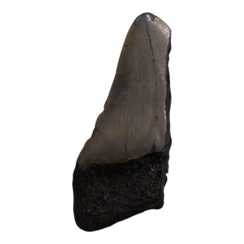 Real Megalodon Tooth - Half - 1.6226 oz