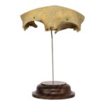 Real Human Partial Frontal Bone on Stand – 48 g