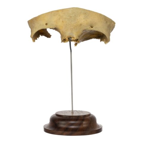 Real Human Partial Frontal Bone on Stand - 48 g