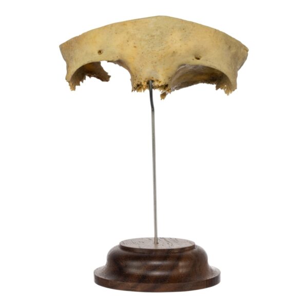 Real Human Partial Frontal Bone on Stand – 48 g
