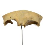 Real Human Partial Frontal Bone on Stand – 48 g