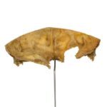 Real Human Partial Frontal Bone on Stand – 48 g