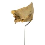 Real Human Partial Frontal Bone on Stand – 48 g
